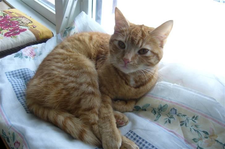 Huskat Mille billede 2