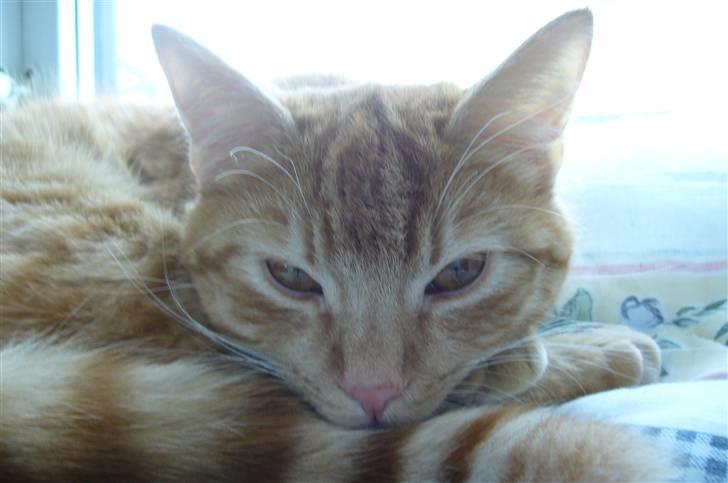 Huskat Mille billede 3