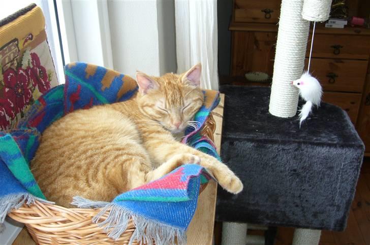 Huskat Mille billede 4