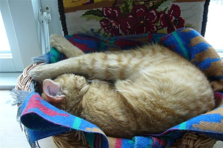 Huskat Mille billede 5