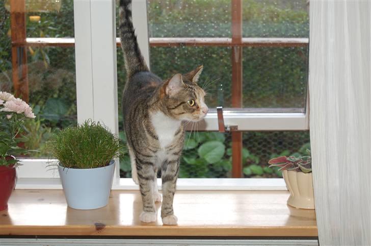 Huskat Mikki billede 4