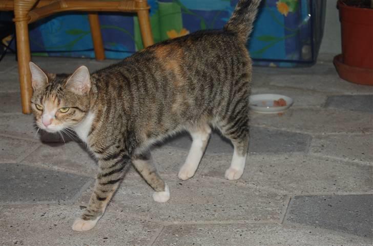 Huskat Mikki billede 5