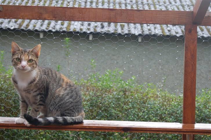 Huskat Mille billede 6