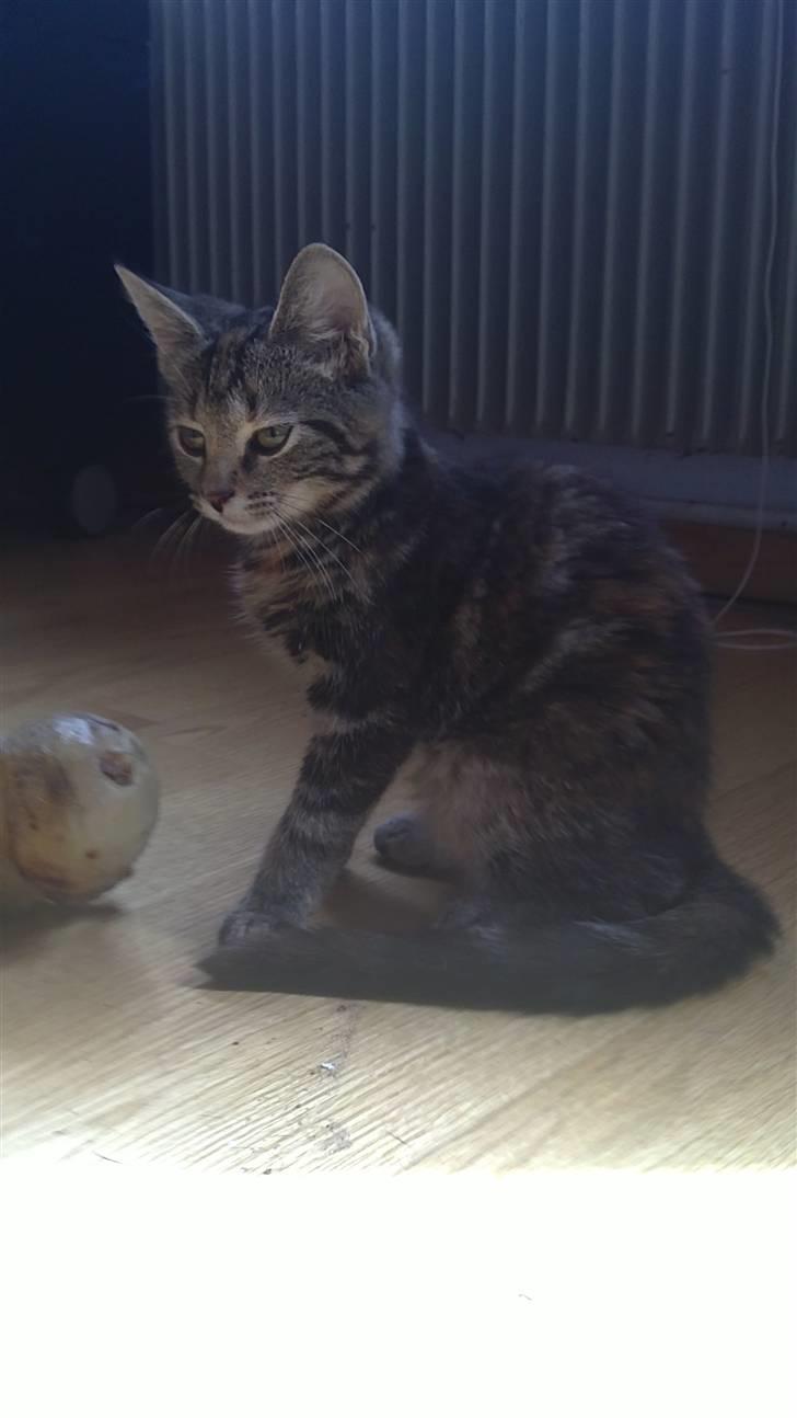 Blanding af racer Nala :) - Sidder lige og vogter over hundens ben. Den skulle jo nødig tro den var større og stærkere end hende :D billede 1