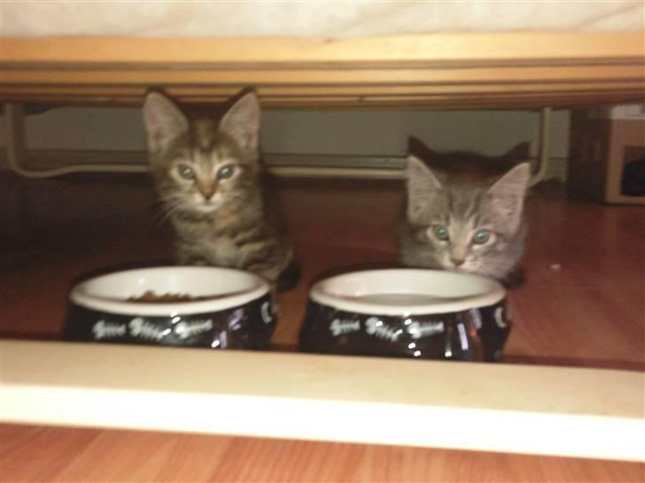 Blanding af racer Nala :) - Lige da vi fik dem - Mad under sengen :b´ Det eneste sted de lige kunne få lov til at være i fred, da vores hund syntes de var MEGET intressante! :) billede 2