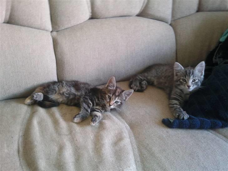 Blanding af racer Nala :) - Ligger lige og tager en slapper med søster Zazu. billede 3