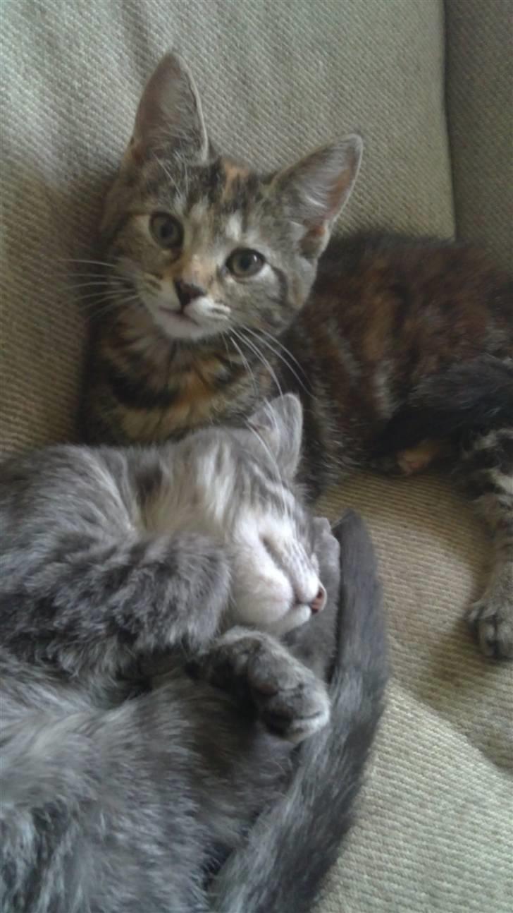 Blanding af racer Nala :) - Hyggestund :) billede 4