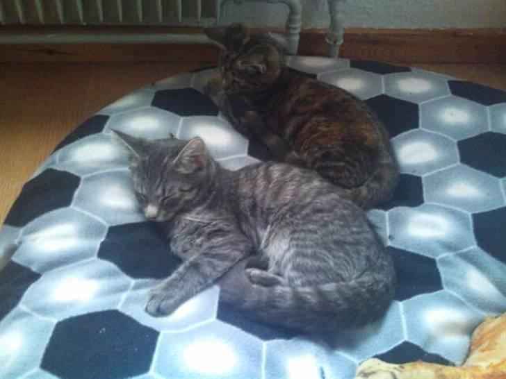 Blanding af racer Nala :) - Hyggestund på hundens pude. billede 5