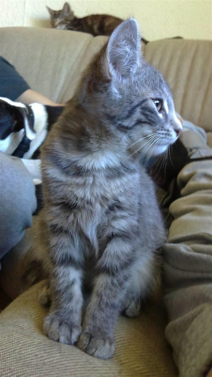 Blanding af racer Zazu :b - Sidder lige og kigger ud :) billede 2