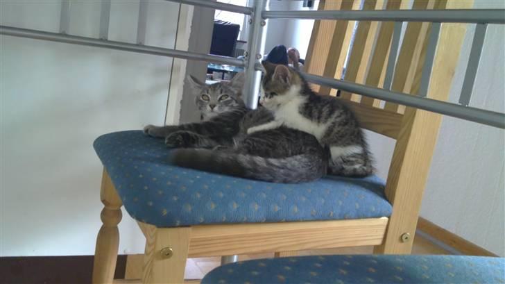 Blanding af racer Zazu :b - "EMMA FJERN DIG" :D billede 3