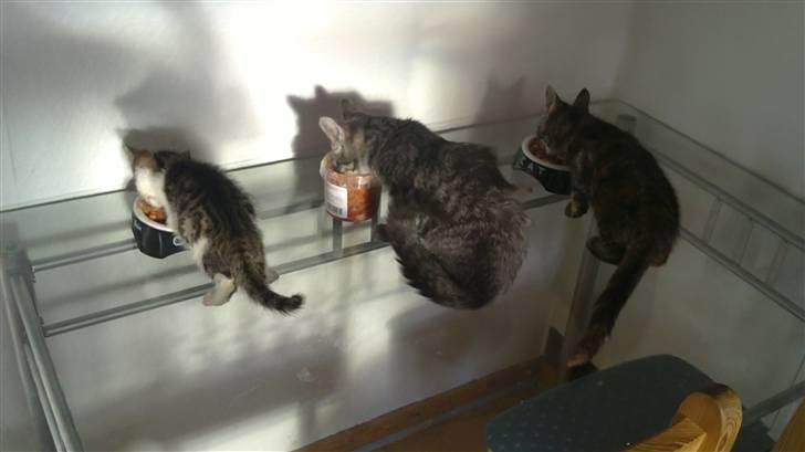 Blanding af racer Zazu :b - Får alle sammen lige en smule makrel :) billede 4