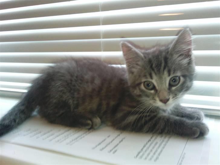 Blanding af racer Zazu :b - Lige da vi fik dem, ligger lige i vindueskarmen og slapper af :) billede 5