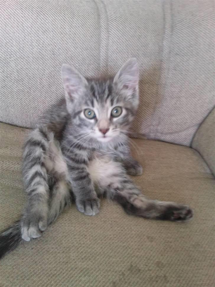 Blanding af racer Zazu :b - "Behøver du hele tiden tage billeder af mig, kan du ikke se jeg ikke har tid?!" billede 6