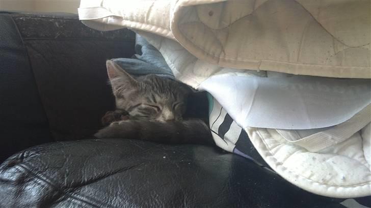 Blanding af racer Zazu :b - Får en bette nap, med dyne på :) billede 7