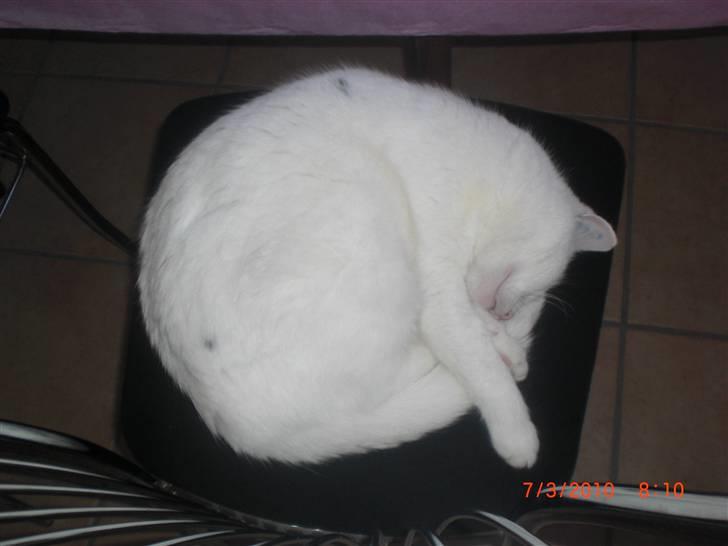 Huskat Pinky - Man kan næsten fornemme at hun spinder! billede 2