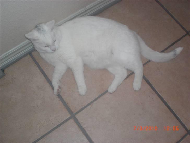 Huskat Pinky billede 3