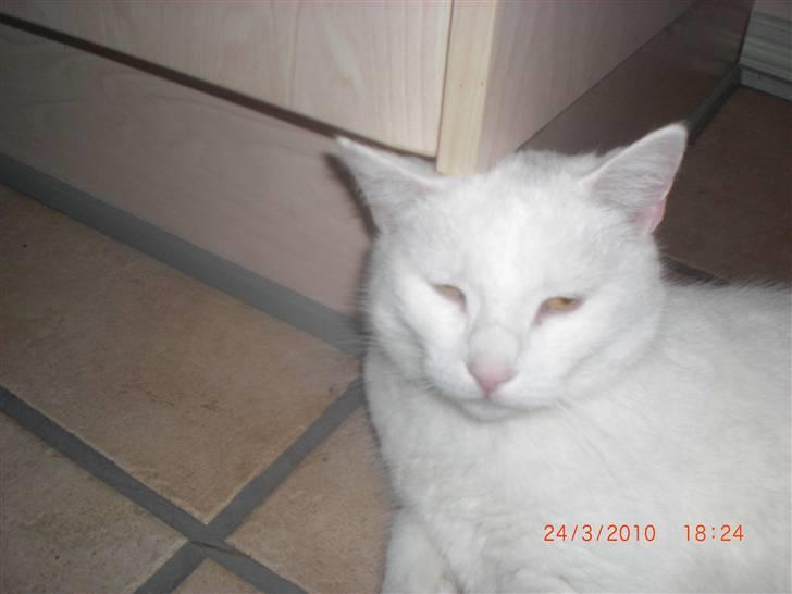 Huskat Pinky billede 4