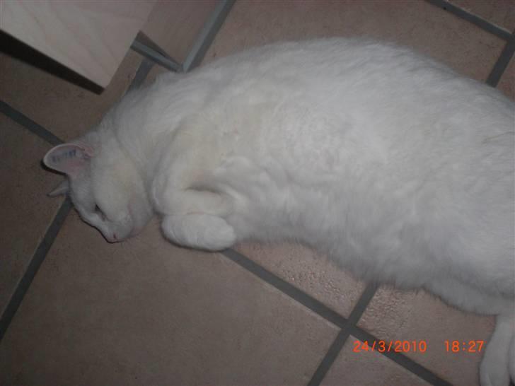 Huskat Pinky billede 5