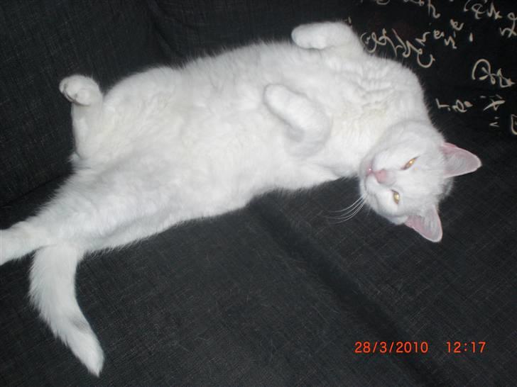 Huskat Pinky - Pinkys tossede ynglings stilling;-) billede 6