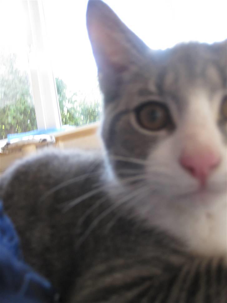 Blanding af racer Sia - Sia :) billede 2