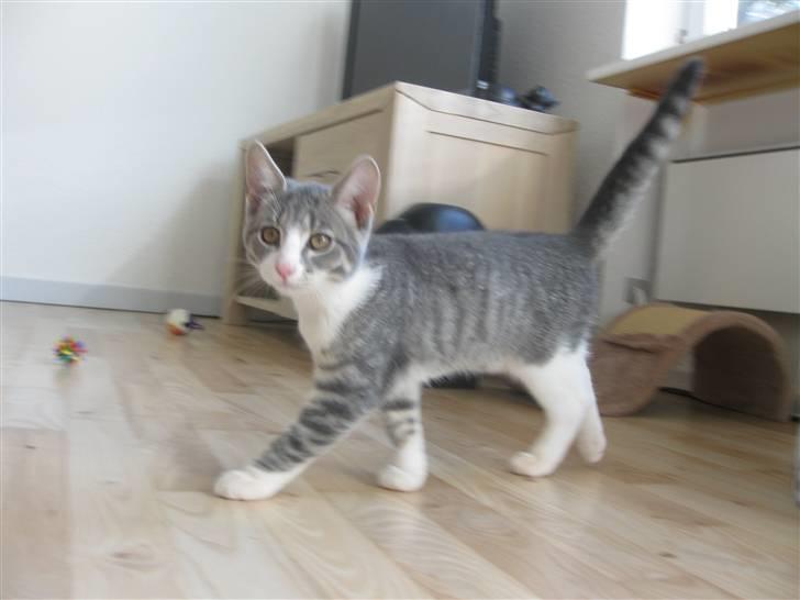 Blanding af racer Sia - Sia. billede 3