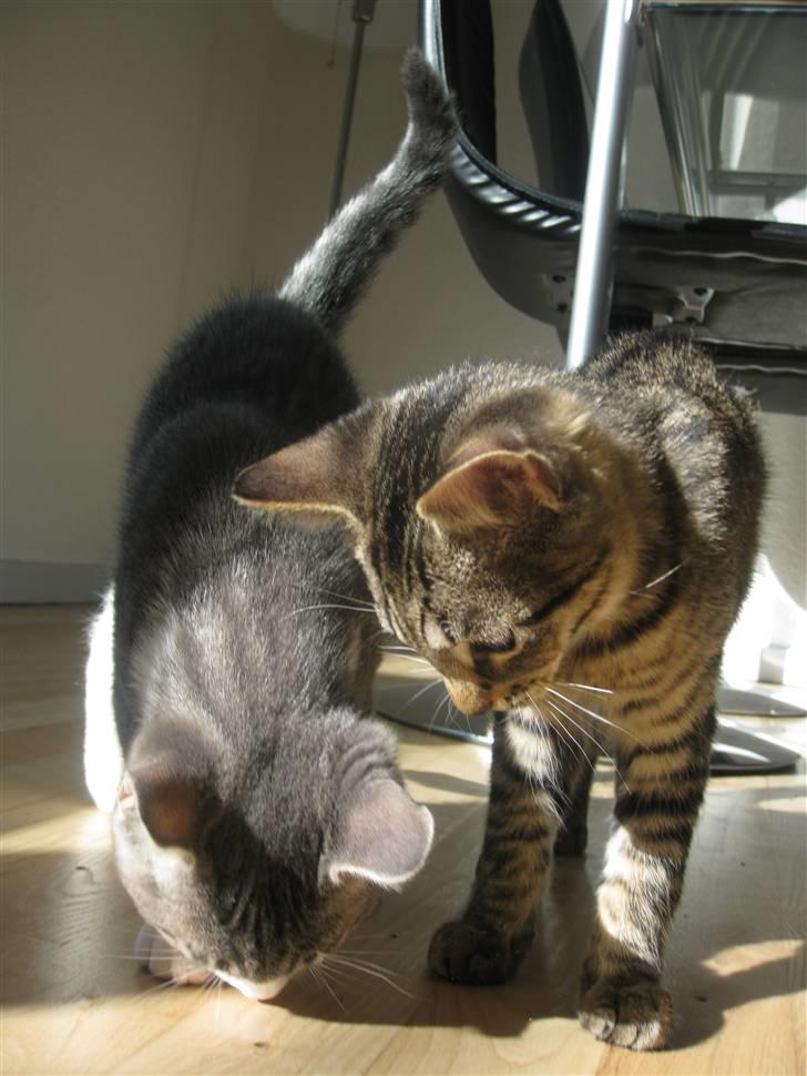 Blanding af racer Sia - Sia og Chili hendes søster :) billede 4