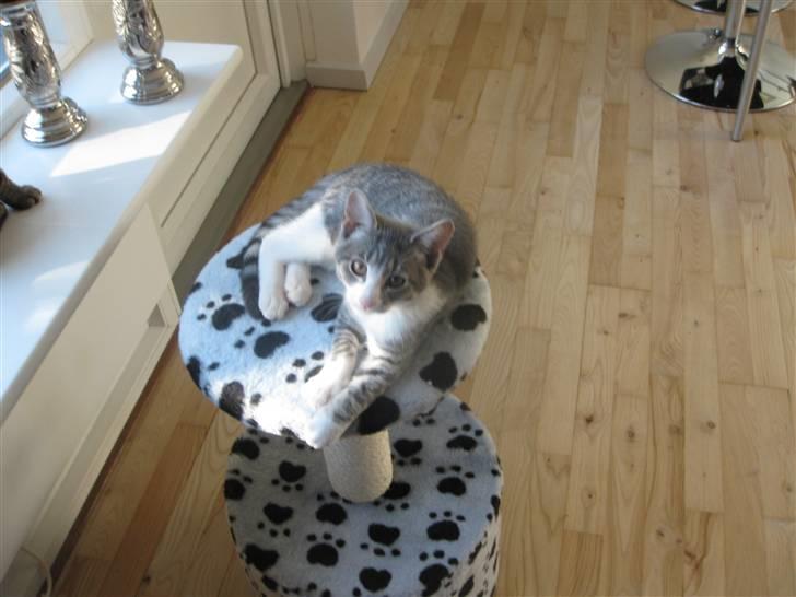 Blanding af racer Sia - Der slappes :) billede 5