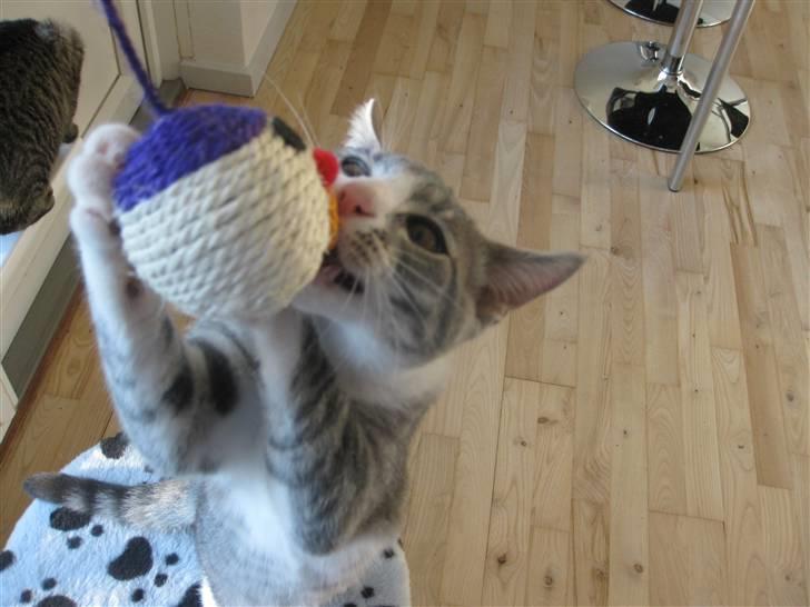 Blanding af racer Sia - Mmh den er god :) billede 6