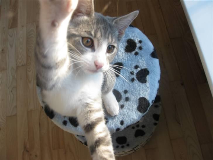 Blanding af racer Sia - Hallo mor hit med kameraet ! billede 7