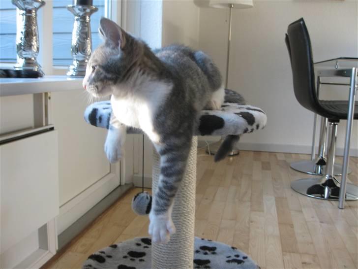 Blanding af racer Sia - Mmmh :) billede 8