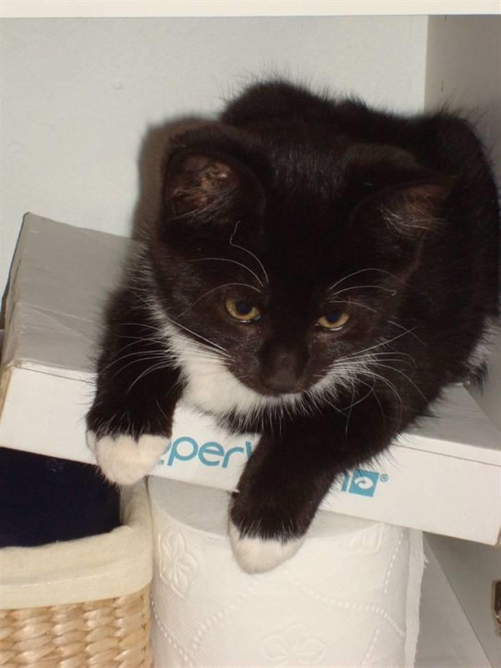 Huskat Fie billede 3