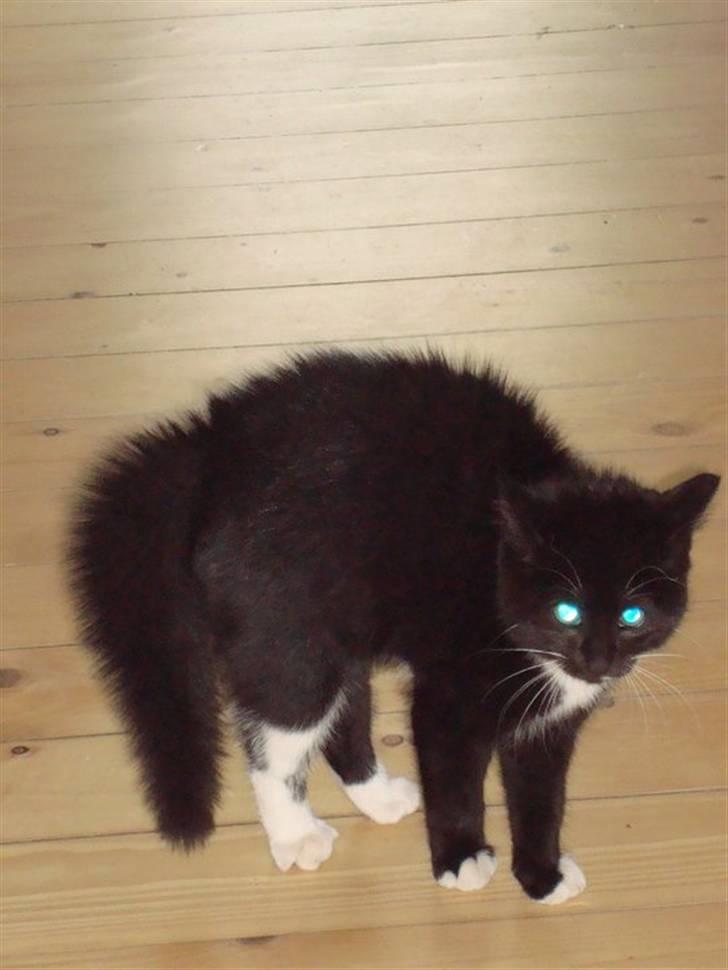 Huskat Fie billede 4