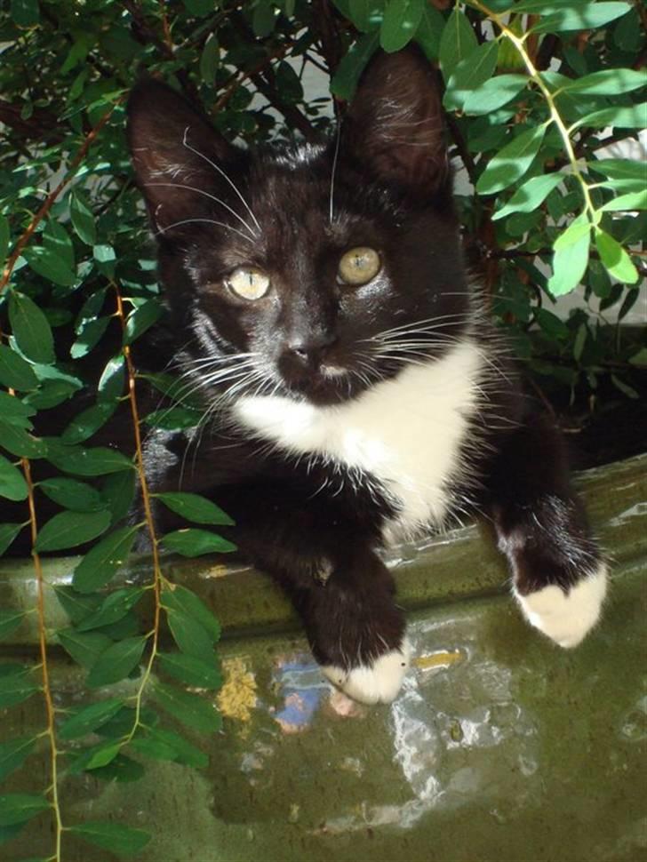 Huskat Fie billede 5