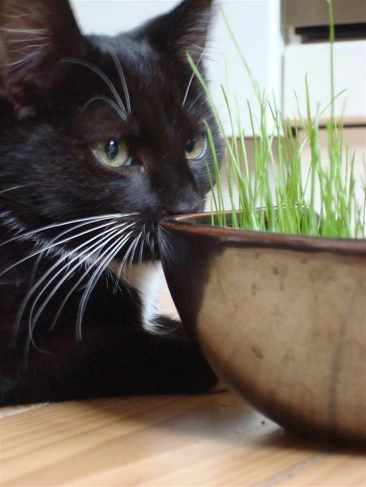 Huskat Fie billede 6