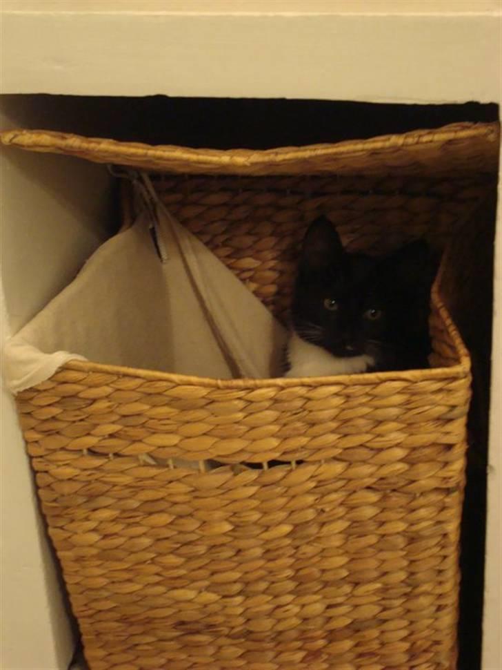 Huskat Fie billede 7