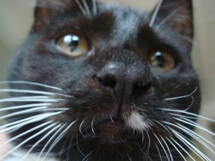 Huskat Fie billede 8