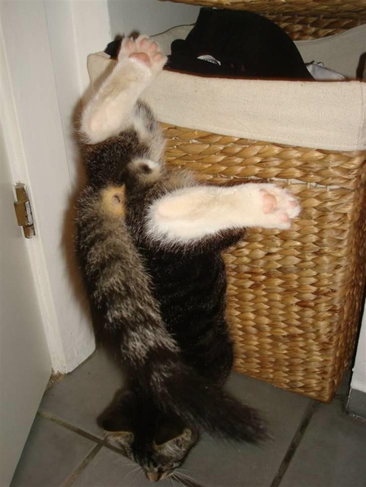 Huskat Frode billede 4