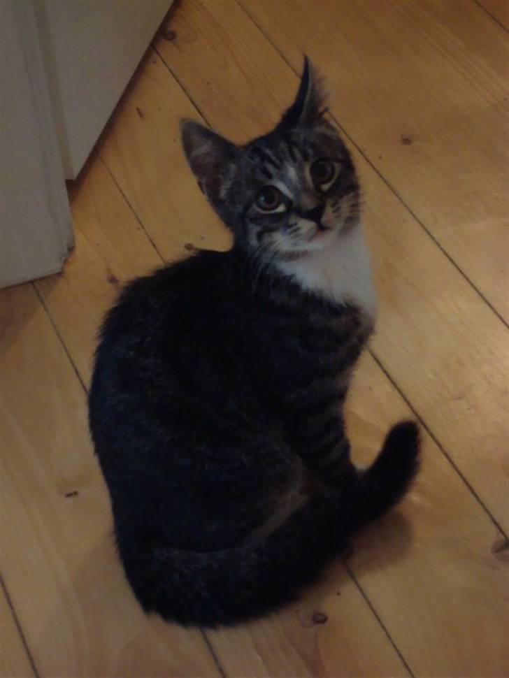 Huskat Frode billede 5