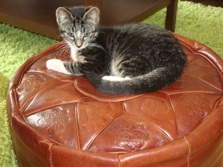 Huskat Frode billede 6