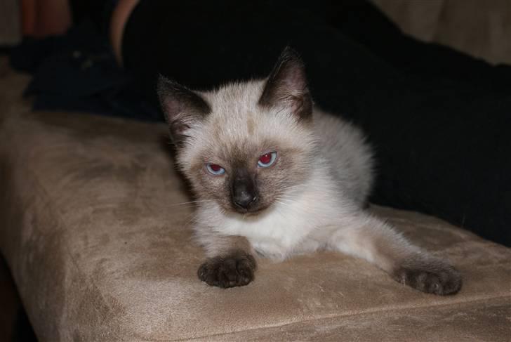 Blanding af racer Zimba billede 1