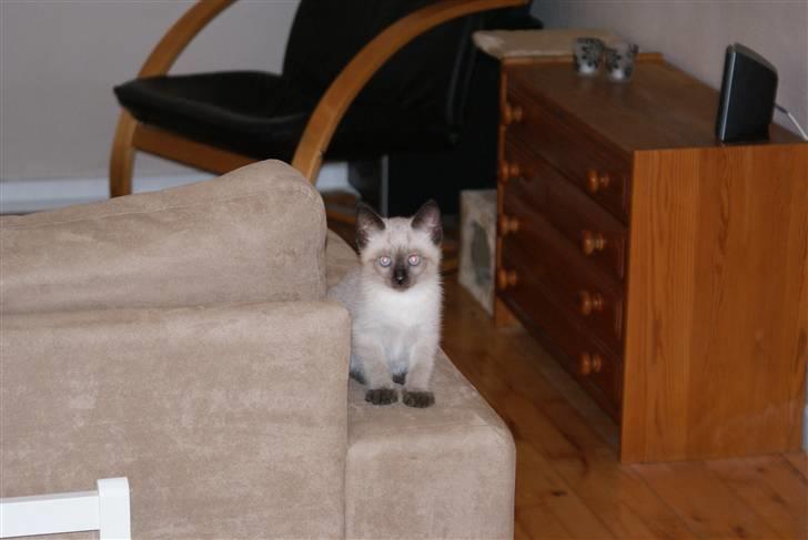 Blanding af racer Zimba billede 2