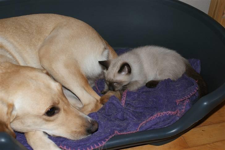 Blanding af racer Zimba billede 3