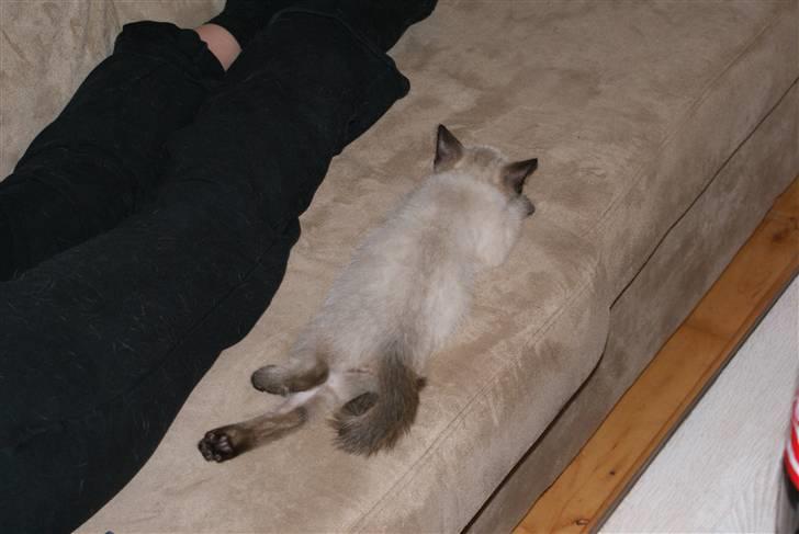 Blanding af racer Zimba billede 4