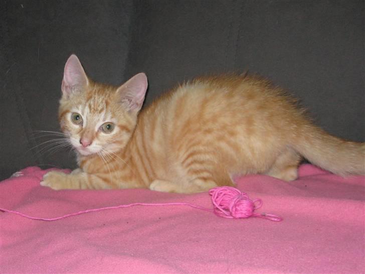 Huskat Medina billede 1