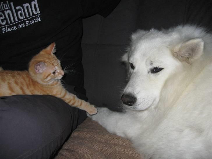 Huskat Medina billede 2