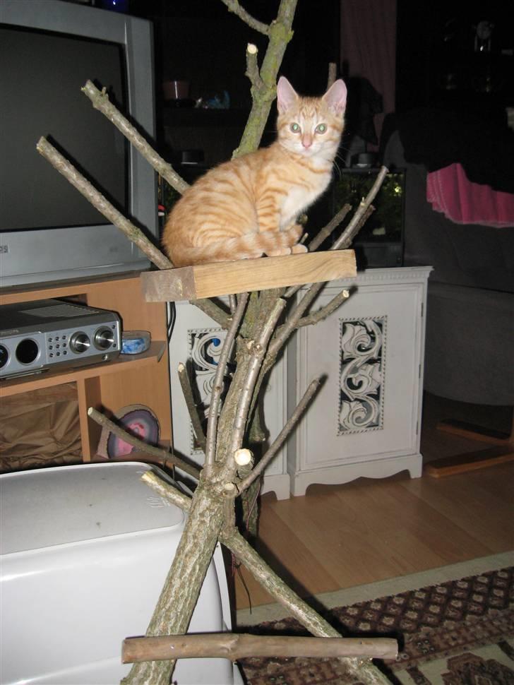 Huskat Medina - medina sidder fint på sit legetræ som far har lavet "miauwww han er genial" billede 3