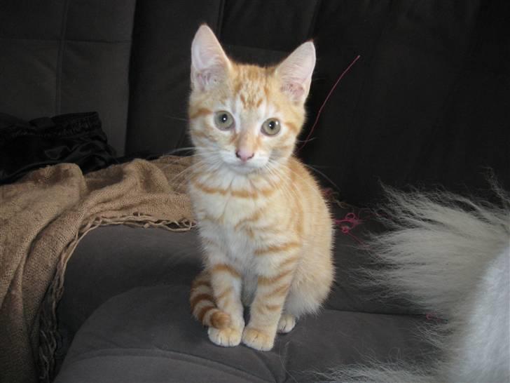 Huskat Medina - her sidder jeg bare og slapper af  billede 4