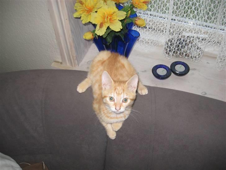 Huskat Medina - så er jeg klar til at lave numre miauwwww.. billede 5