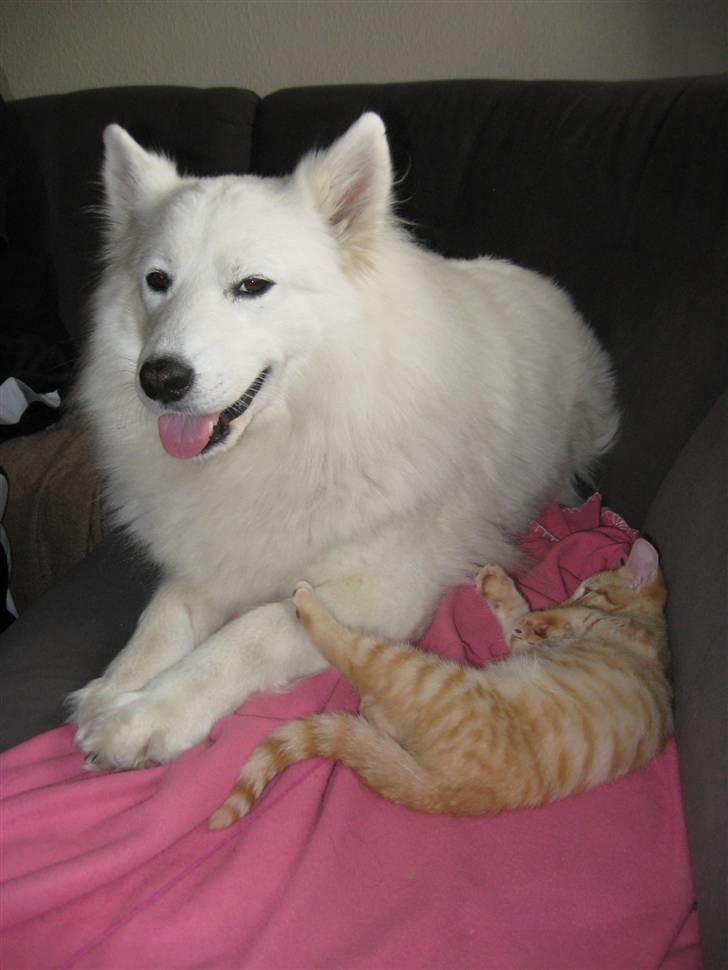 Huskat Medina - prøver lige med kontakt til hunden ss  billede 6