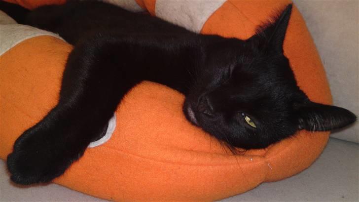 Huskat Fie billede 9